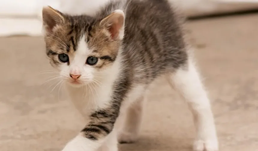 Receita Caseira de Petiscos Lambíveis para Gatos: Um Guia Inspirado no Reddit