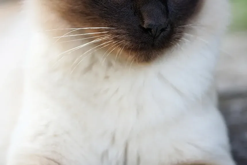 Receita Caseira de Petiscos Lambíveis para Gatos: Um Guia Inspirado no Reddit