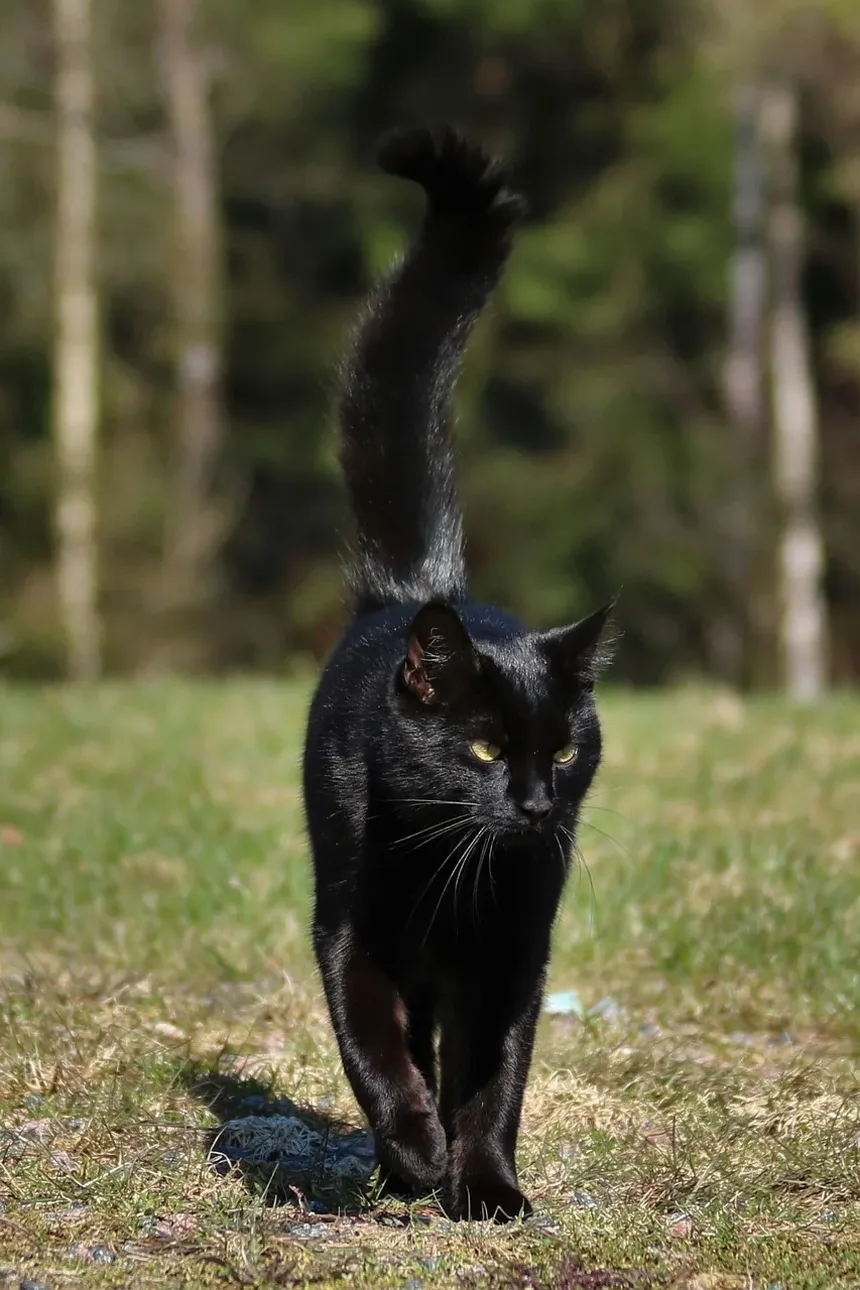 Receita Caseira de Petiscos de Salmão para Gatos: Uma Delícia Saudável para Seu Amigo Felino