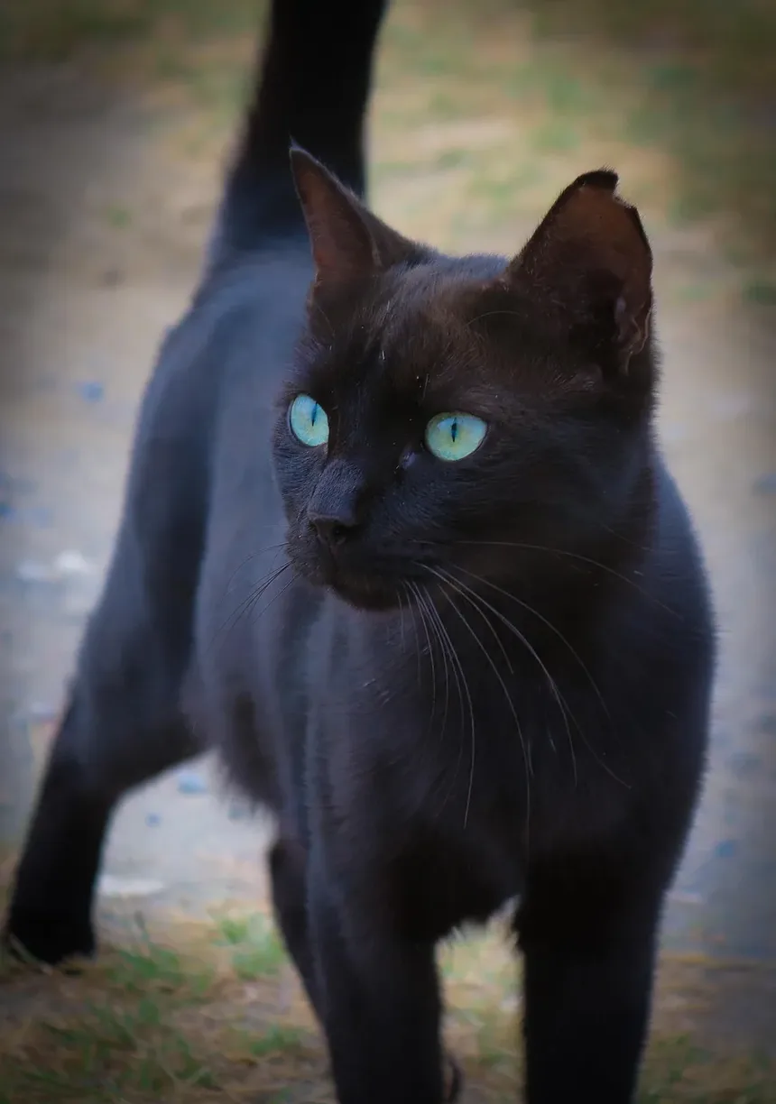 Receita Caseira de Petiscos de Salmão para Gatos: Uma Delícia Saudável para Seu Amigo Felino