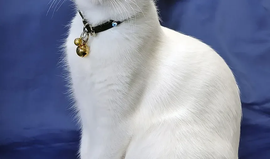 Receita Caseira de Petiscos de Salmão para Gatos: Uma Delícia Saudável para Seu Amigo Felino