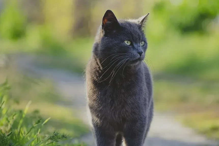 Receita Caseira de Petiscos de Salmão para Gatos: Uma Delícia Saudável para Seu Amigo Felino