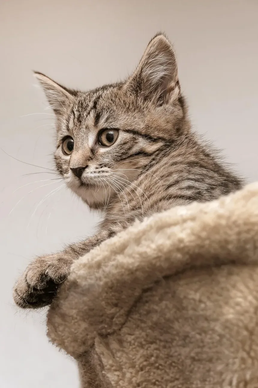 Com que Frequência os Gatos Devem Ser Vacinados? Um Guia Completo