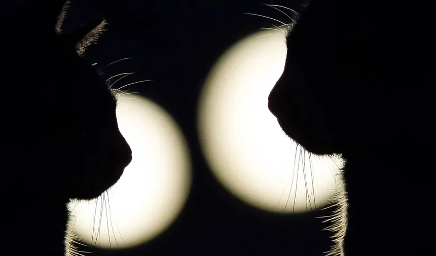 Com que Frequência os Gatos Devem Ser Vacinados? Um Guia Completo