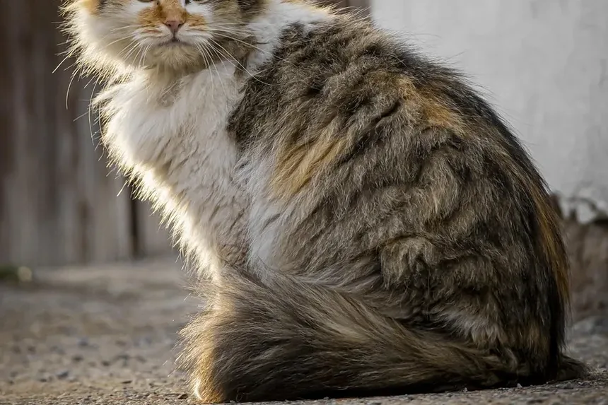 Com que Frequência os Gatos Devem Ser Vacinados? Um Guia Completo