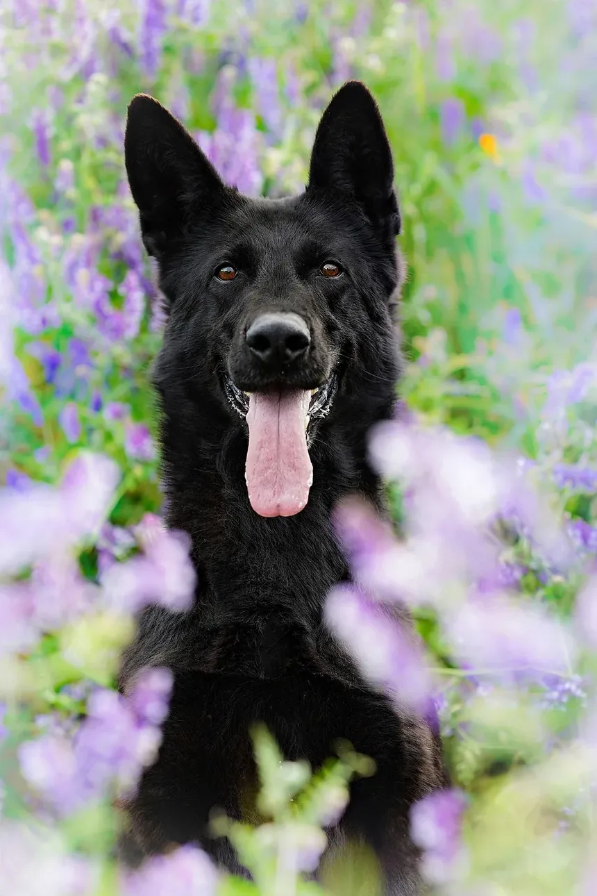 Como Cuidar de um Cão Idoso em Casa