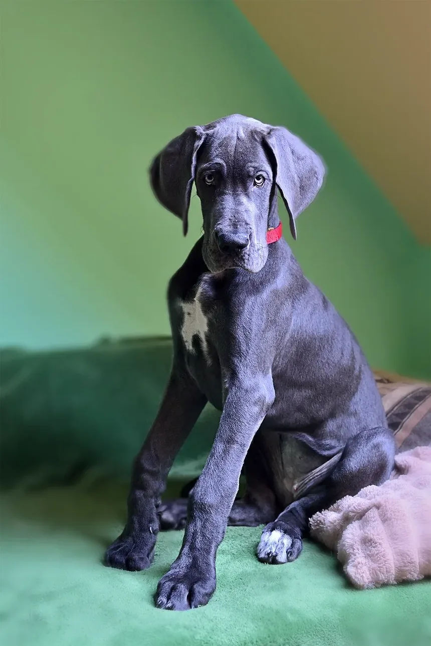 Como Reduzir os Sintomas de Alergia em Cães: Estratégias Abrangentes para Donos de Pets