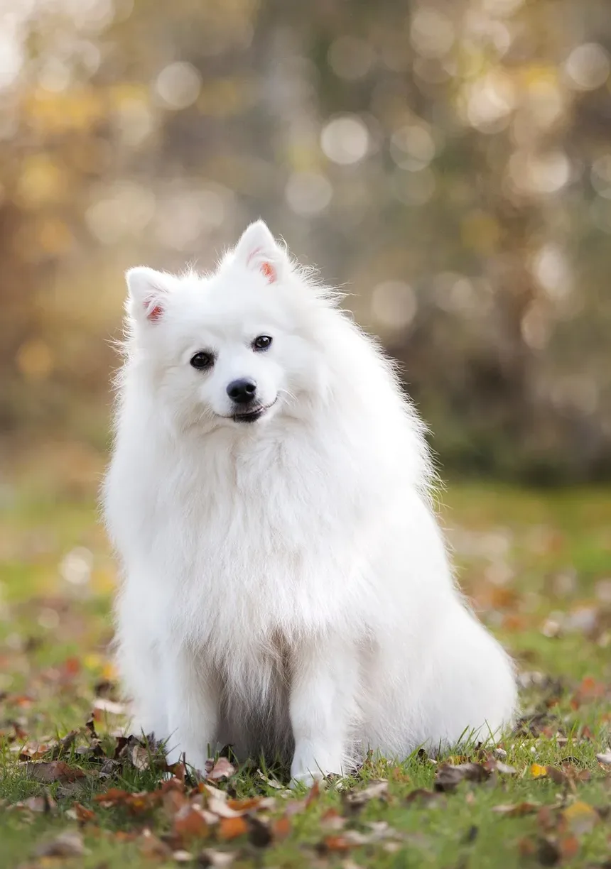 Como Reduzir os Sintomas de Alergia em Cães: Estratégias Abrangentes para Donos de Pets