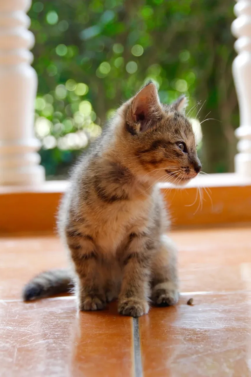 Como Treinar um Gato para Usar uma Portinhola: Um Guia Completo