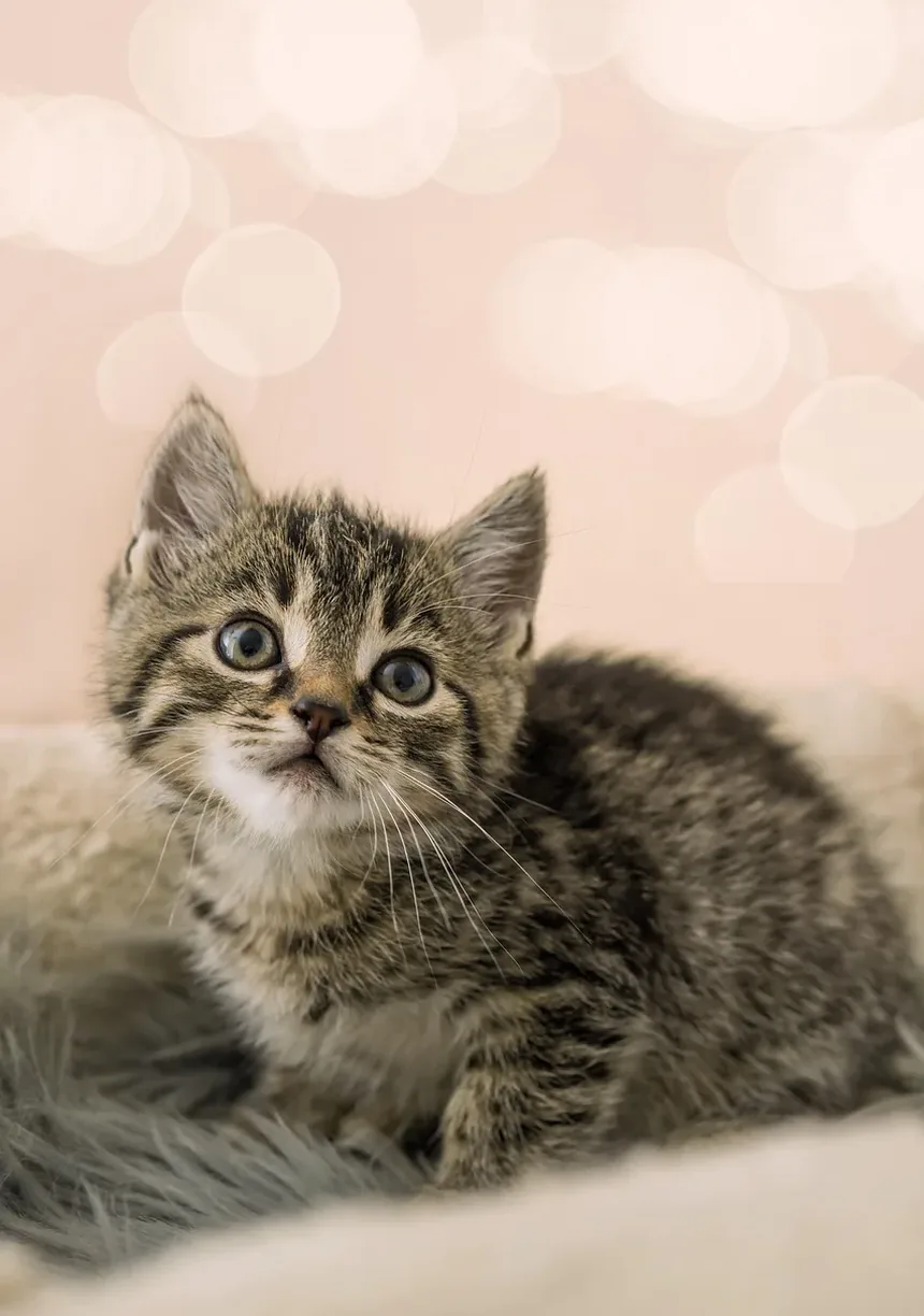 Como Treinar um Gato para Usar uma Portinhola: Um Guia Completo