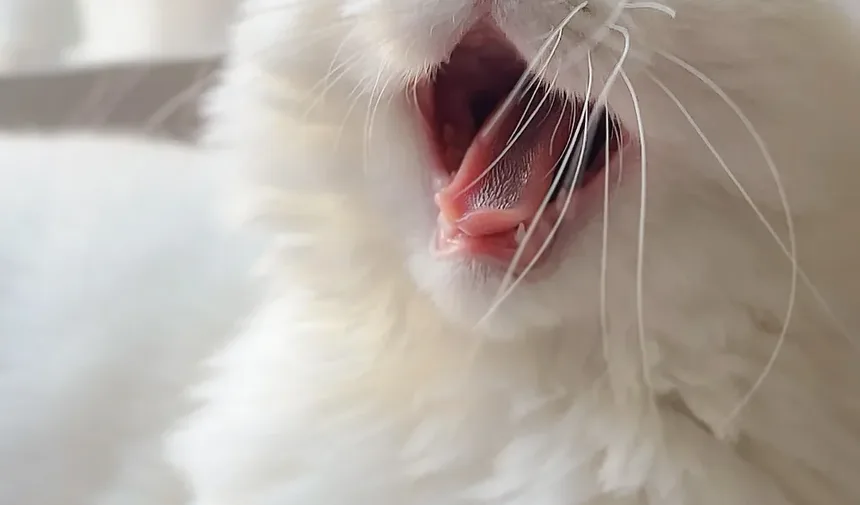 Como Treinar um Gato para Usar uma Portinhola: Um Guia Completo