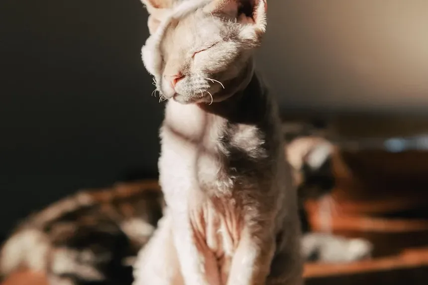 Como Treinar um Gato para Usar uma Portinhola: Um Guia Completo