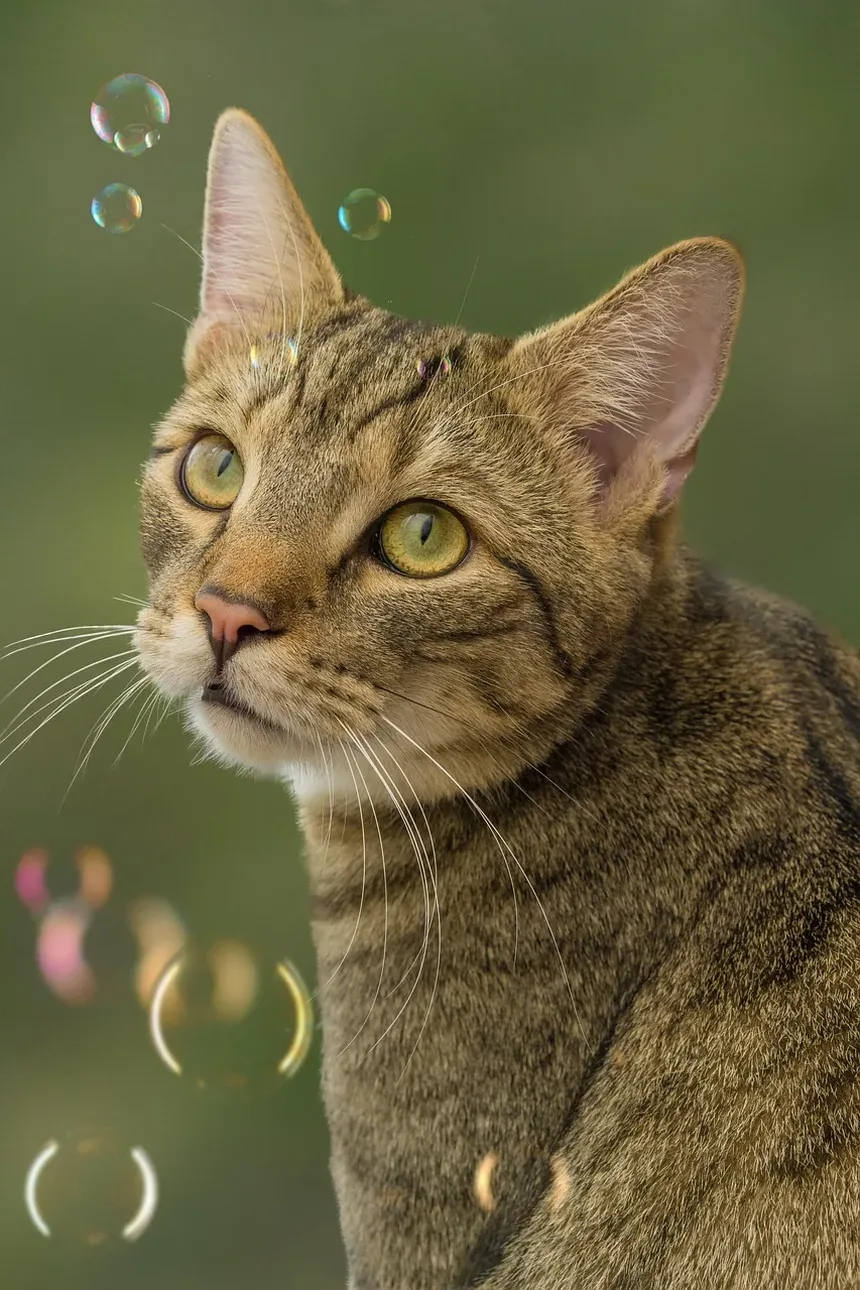 Como Tratar uma Ferida em Gato Atrás da Orelha: Um Guia Completo