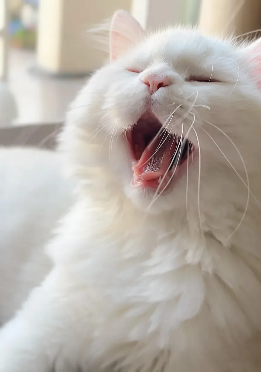 Como Tratar uma Ferida em Gato Atrás da Orelha: Um Guia Completo
