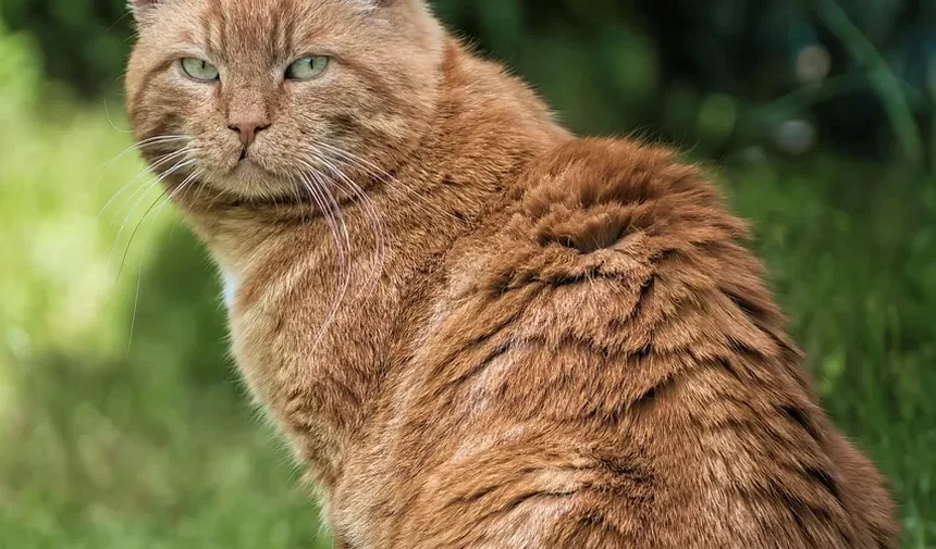 Como Tratar uma Ferida em Gato Atrás da Orelha: Um Guia Completo