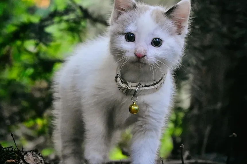 Como Tratar uma Ferida em Gato Atrás da Orelha: Um Guia Completo