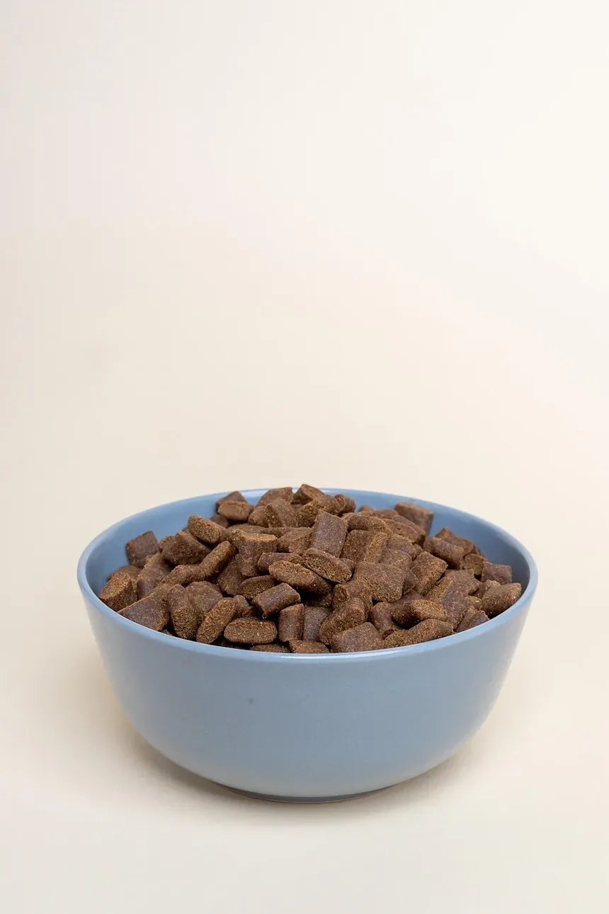 Como Tratar Feridas Sob a Axila do Cachorro em Casa: Um Guia Completo