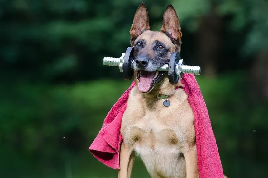 Como Tratar Feridas Sob a Axila do Cachorro em Casa: Um Guia Completo