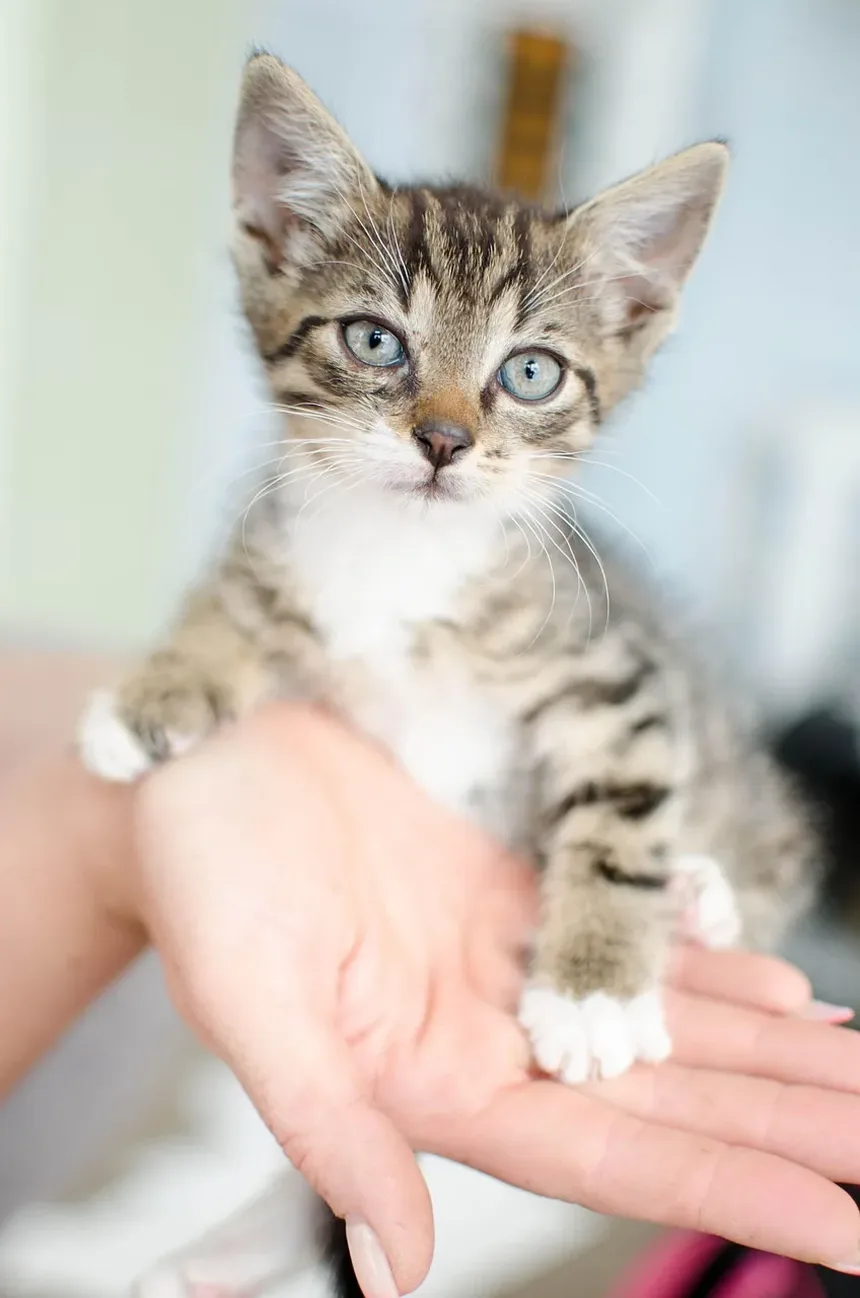 As Vacinas Mais Importantes para Gatos de Apartamento