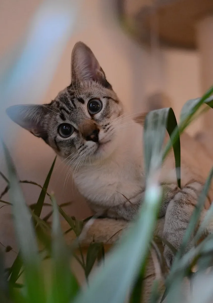 As Vacinas Mais Importantes para Gatos de Apartamento