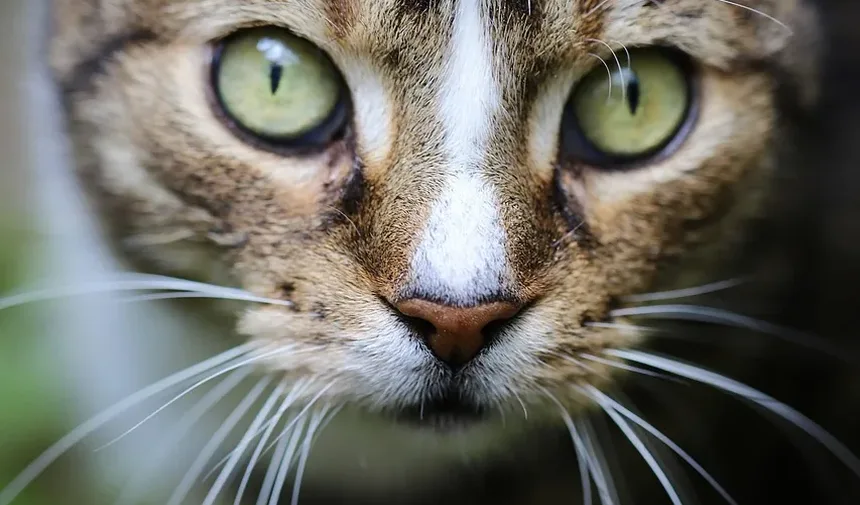 As Vacinas Mais Importantes para Gatos de Apartamento