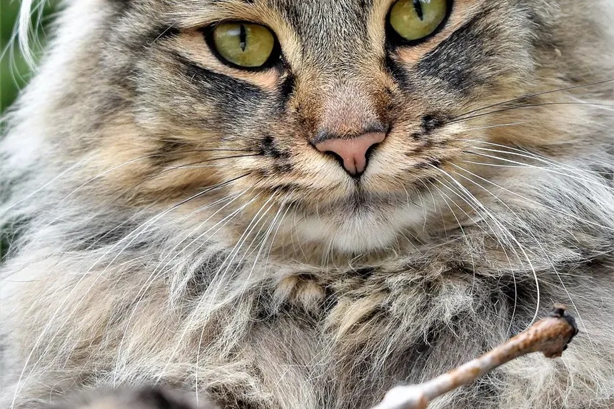As Vacinas Mais Importantes para Gatos de Apartamento