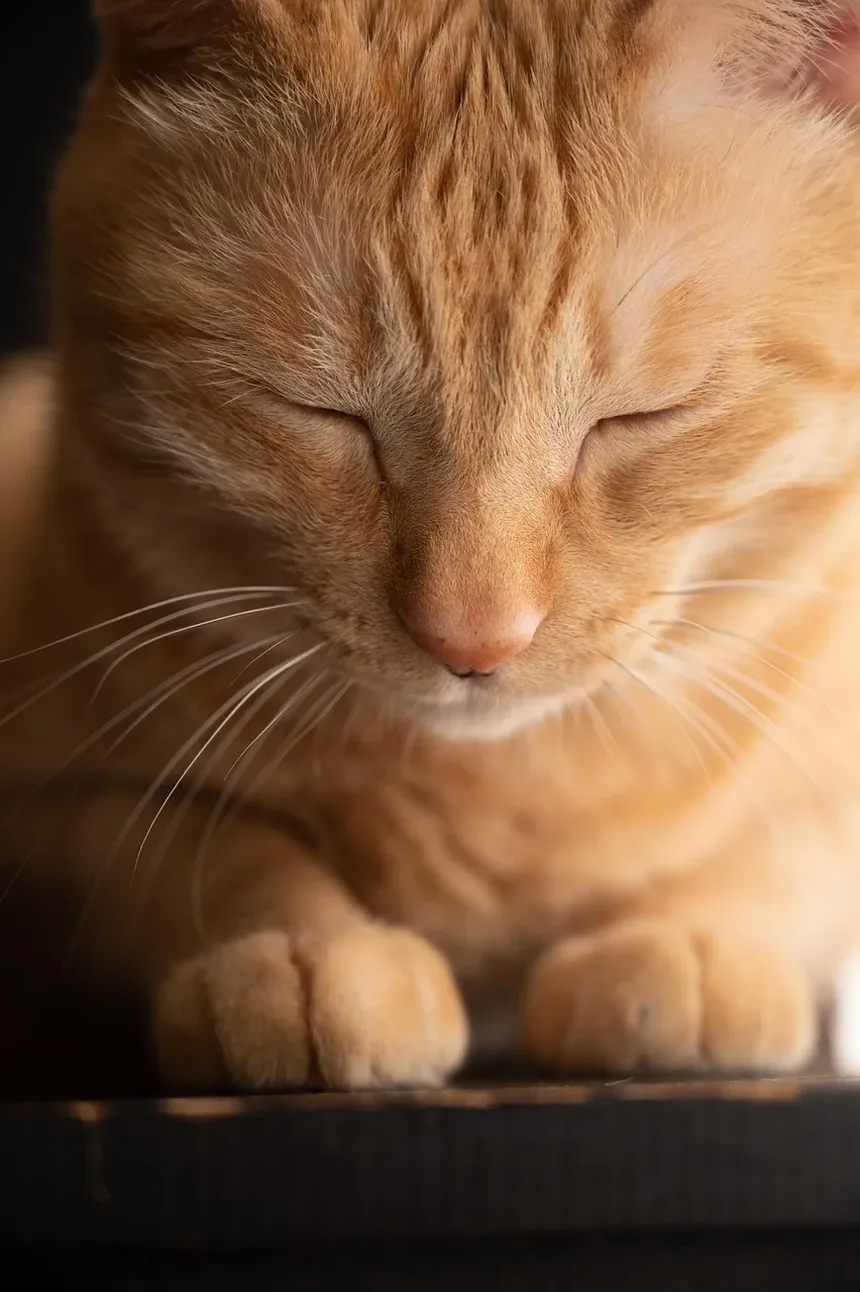 Sinais de Infecção em Mordidas de Gato: O Que Todo Dono de Gato Deve Saber