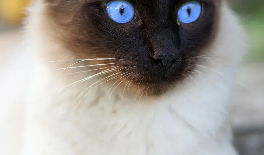 Sinais de Infecção em Mordidas de Gato: O Que Todo Dono de Gato Deve Saber