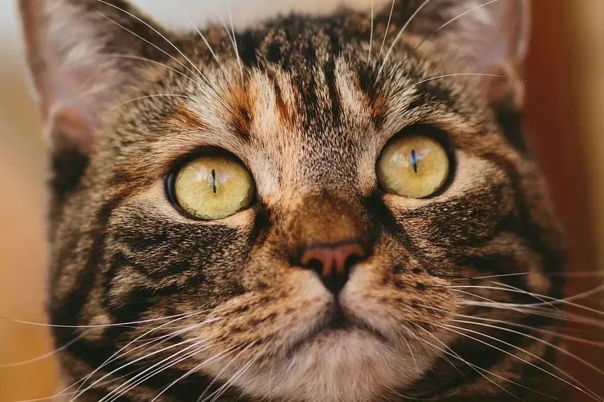 Sinais de Infecção em Mordidas de Gato: O Que Todo Dono de Gato Deve Saber
