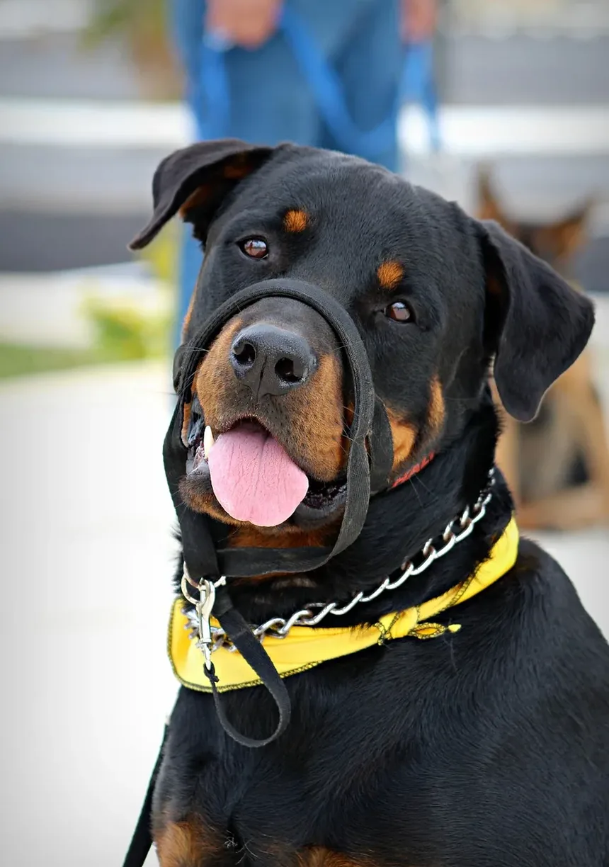 Qual é a Melhor Escova de Higiene para Cães?