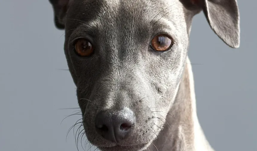 Qual é a Melhor Escova de Higiene para Cães?