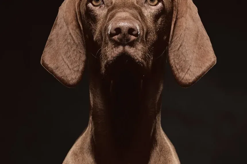 Qual é a Melhor Escova de Higiene para Cães?