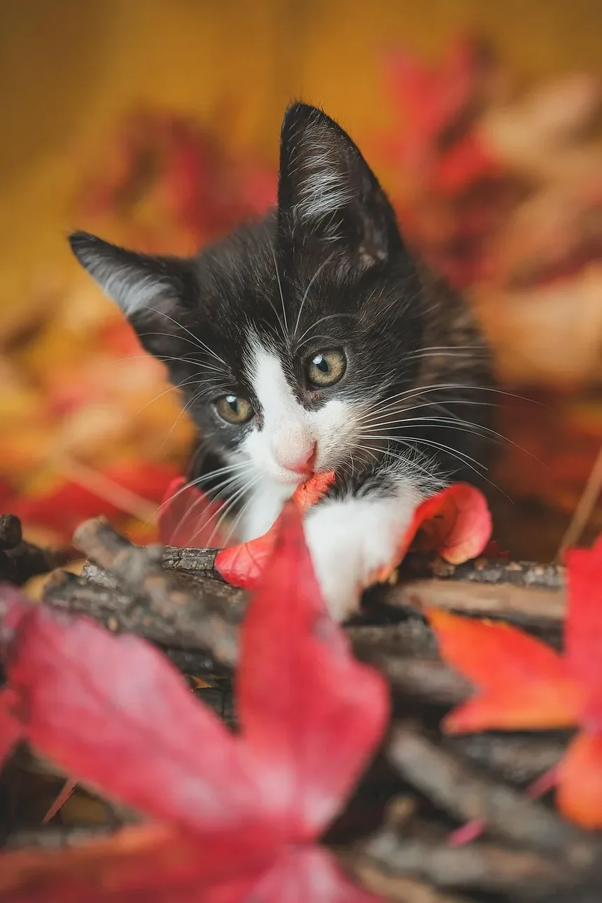 Por Que Meu Gato Mia Alto à Noite Sem Motivo?