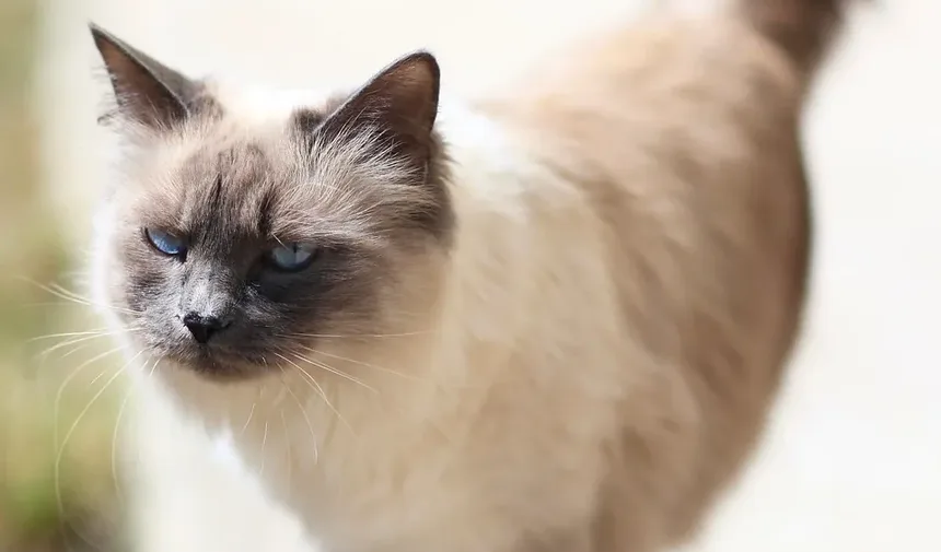 Por Que Meu Gato Mia Alto à Noite Sem Motivo?